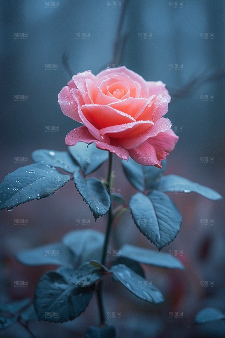 玫瑰花花朵繁花素材