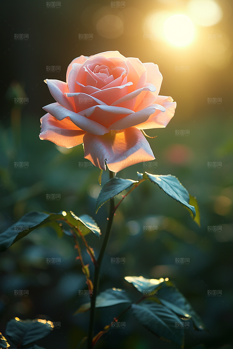玫瑰花初夏繁花素材