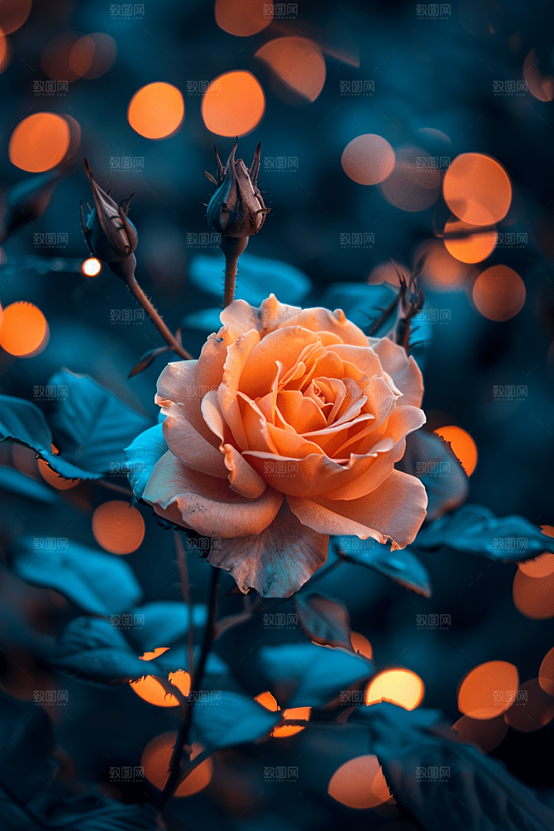玫瑰花浪漫花朵素材