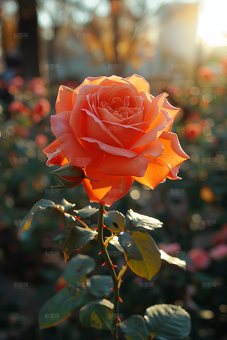 玫瑰花高清繁花素材