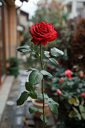 玫瑰花优雅蔷薇素材