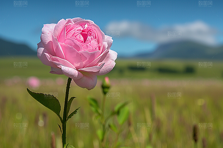 玫瑰花月季花花朵素材