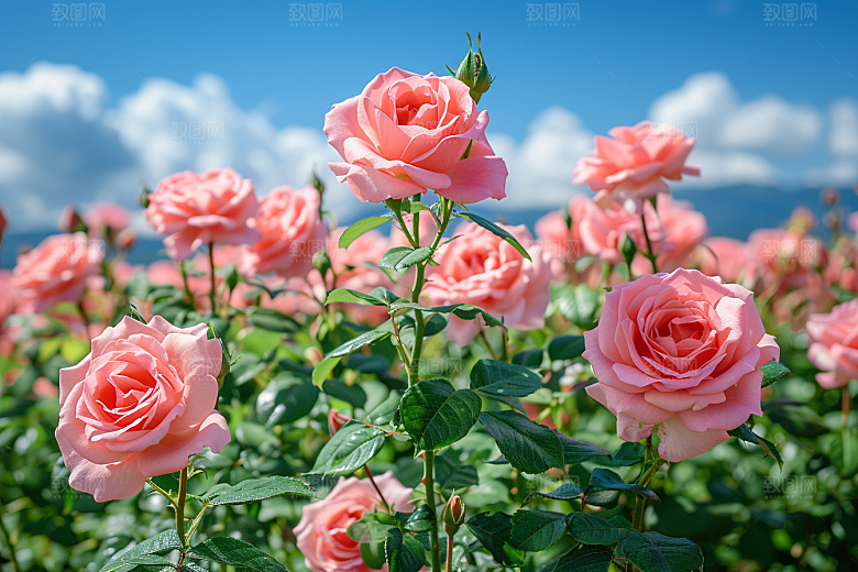 玫瑰花高清浪漫素材