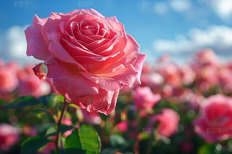 玫瑰花唯美花朵素材