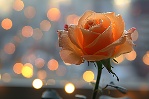花卉玫瑰高清浪漫素材
