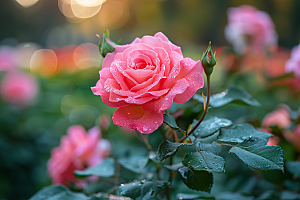 花卉玫瑰五月浪漫素材