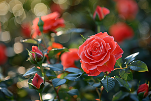 花卉玫瑰蔷薇浪漫素材