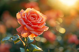 花卉玫瑰月季花浪漫素材