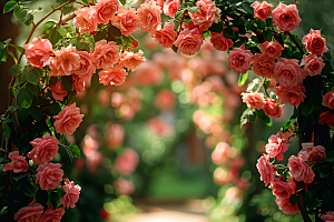 花卉玫瑰月季花唯美素材
