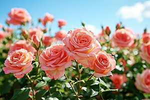 花卉玫瑰浪漫蔷薇素材