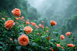 花卉玫瑰优雅浪漫素材