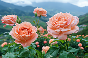 花卉玫瑰浪漫植物素材