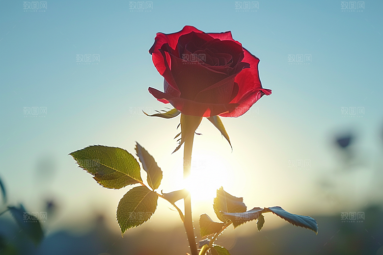 花卉玫瑰五月复古素材