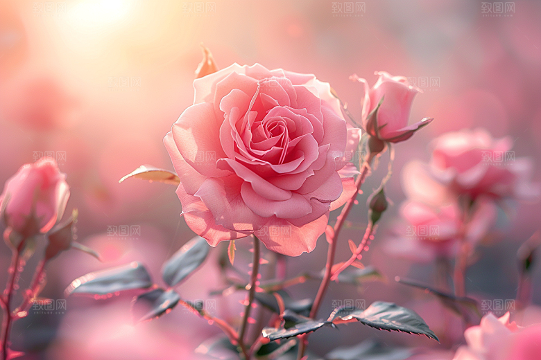 花卉玫瑰浪漫唯美素材