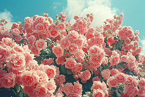 花卉玫瑰浪漫五月素材