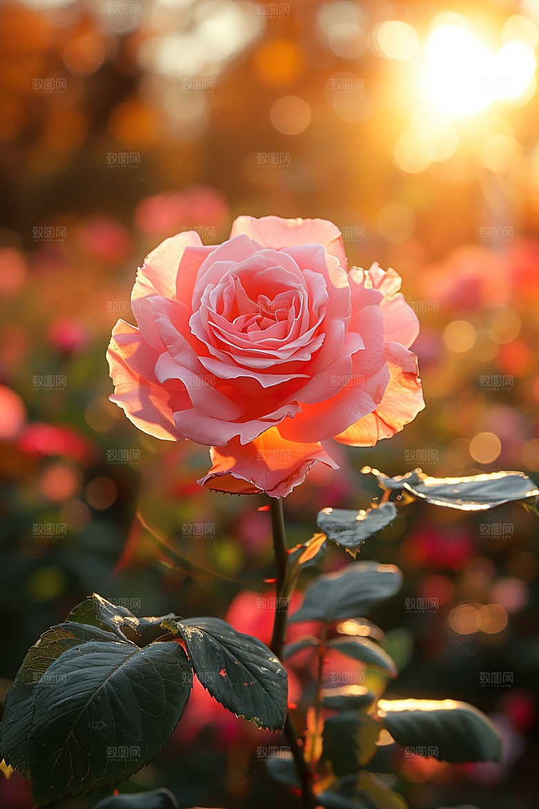 花卉玫瑰优雅月季花素材