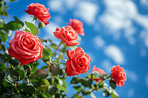 花卉玫瑰五月植物素材