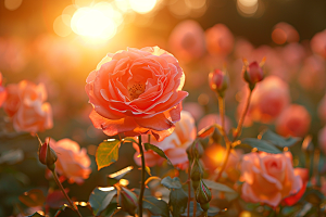 花卉玫瑰唯美高清素材