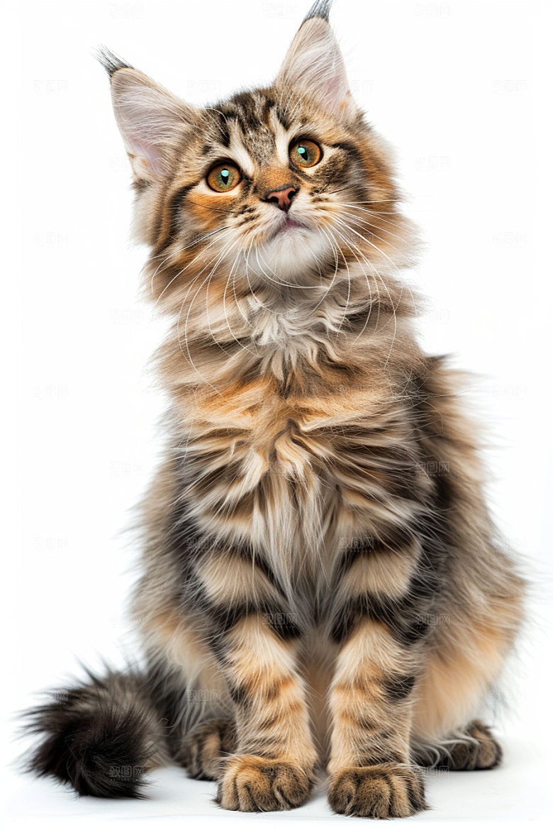 缅因猫小动物品种猫摄影图