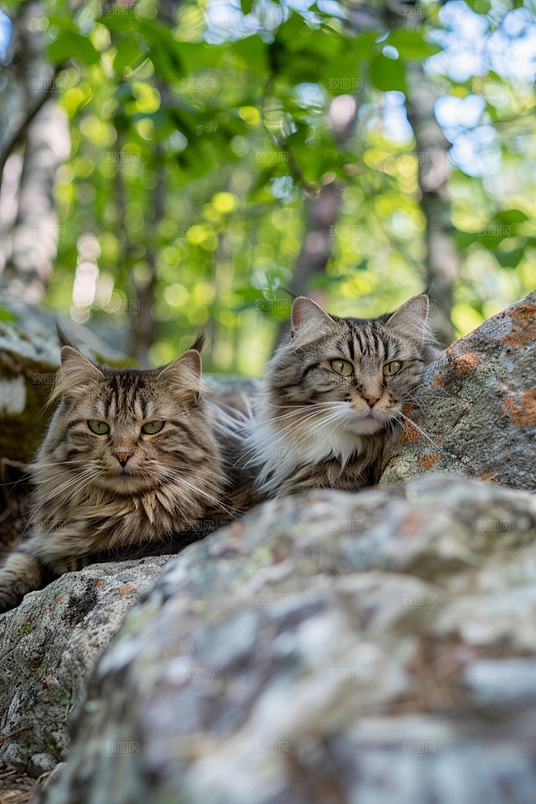 缅因猫小动物高清摄影图