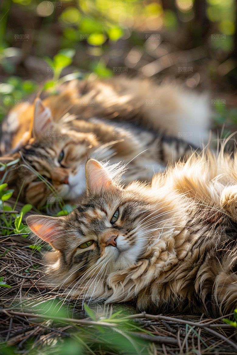 缅因猫长毛猫陪伴摄影图