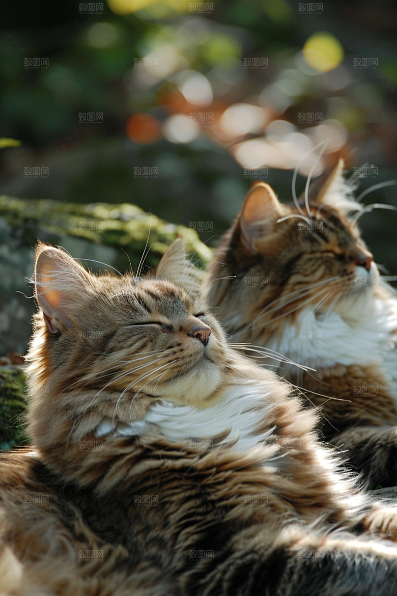 缅因猫长毛猫家居生活摄影图