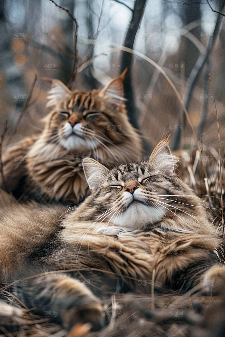 缅因猫高清长毛猫摄影图