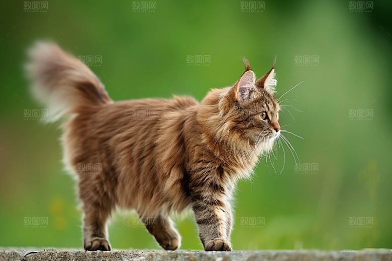 缅因猫可爱养宠摄影图