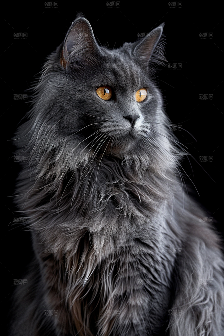 缅因猫陪伴毛茸茸摄影图