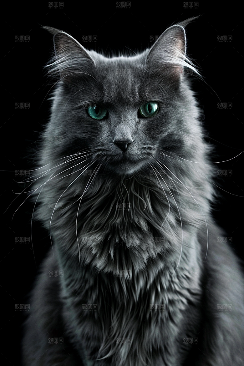 缅因猫可爱品种猫摄影图