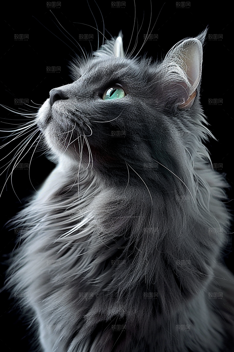 缅因猫长毛猫毛茸茸摄影图