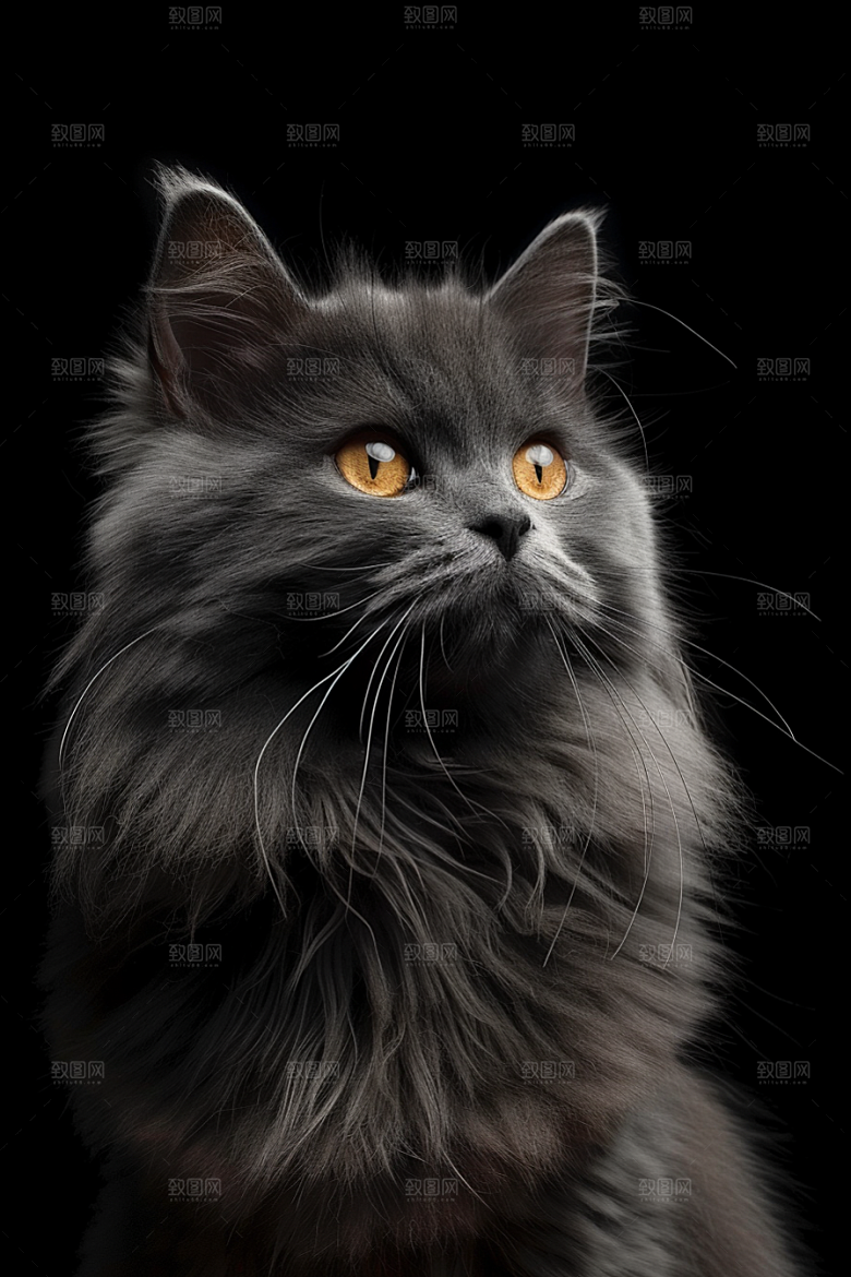 缅因猫品种猫宠物猫摄影图
