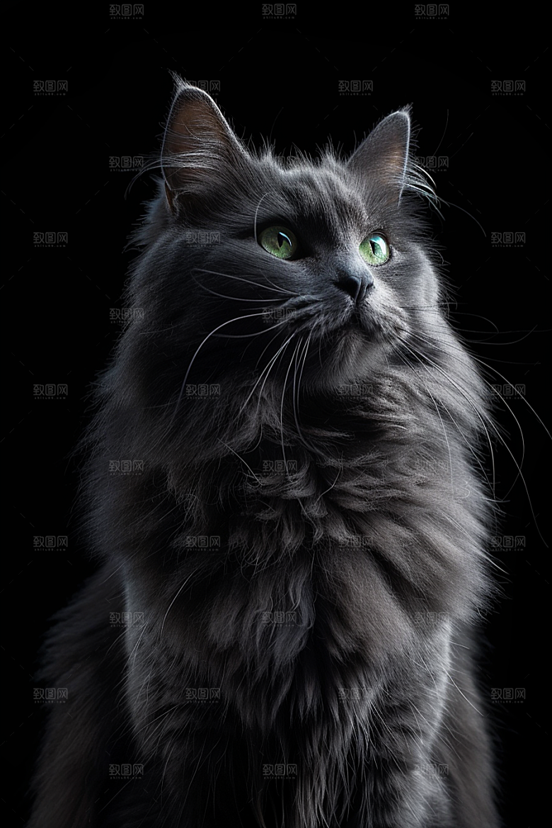缅因猫品种猫家居生活摄影图