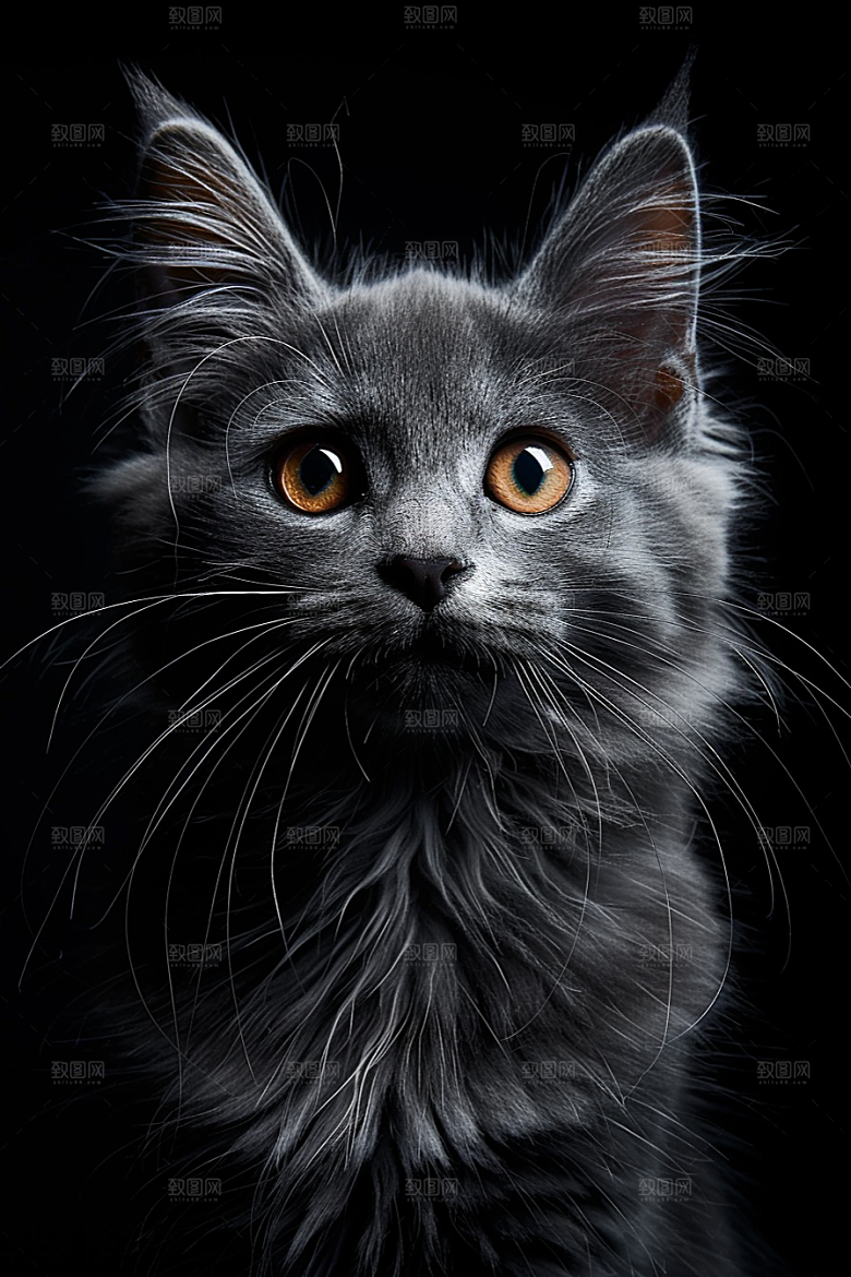 缅因猫毛茸茸品种猫摄影图