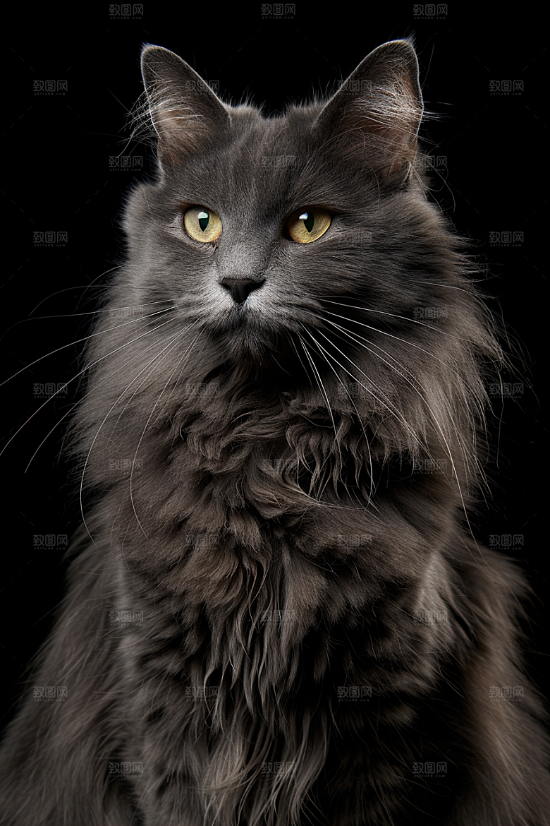 缅因猫宠物猫家居生活摄影图