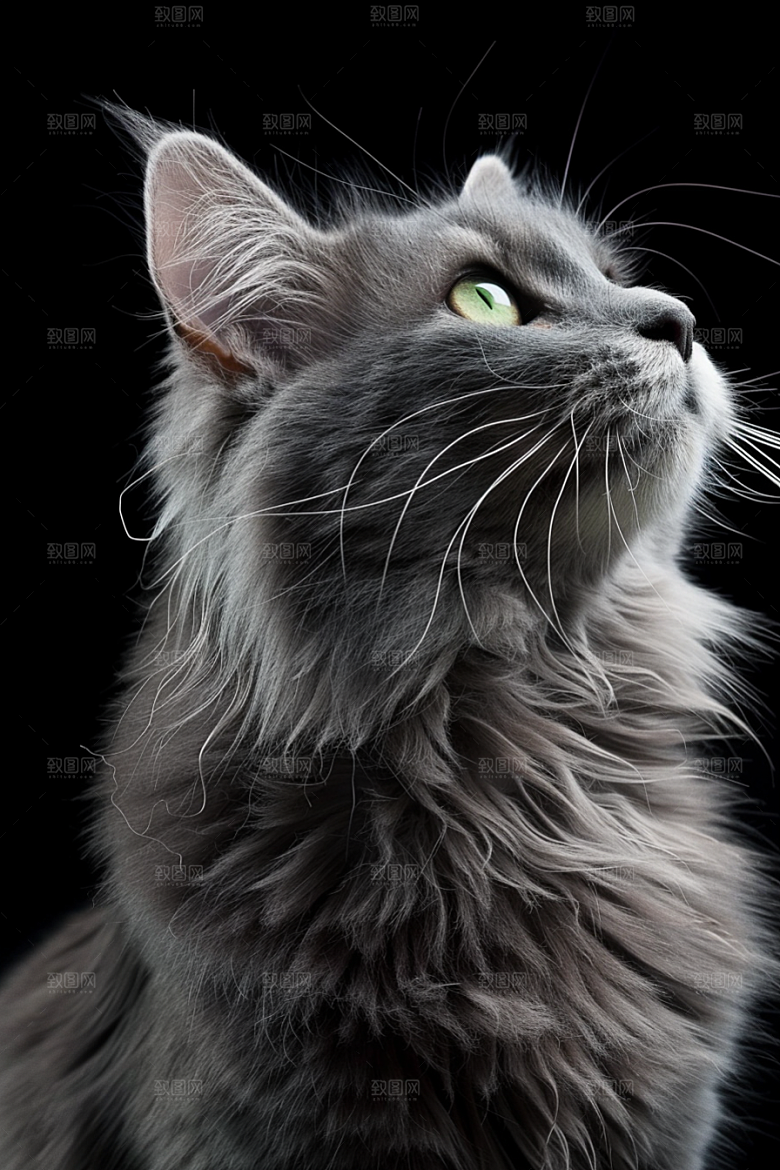 缅因猫高清宠物猫摄影图