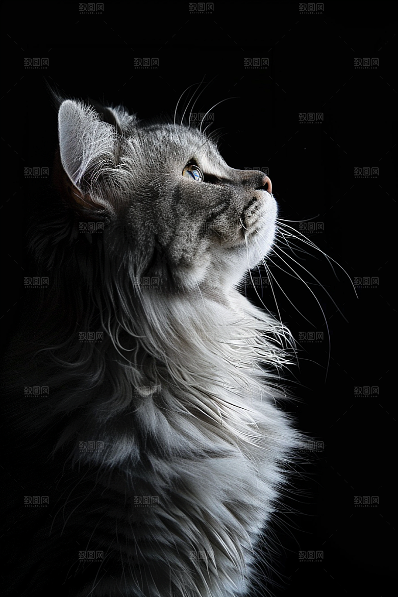 缅因猫陪伴毛茸茸摄影图