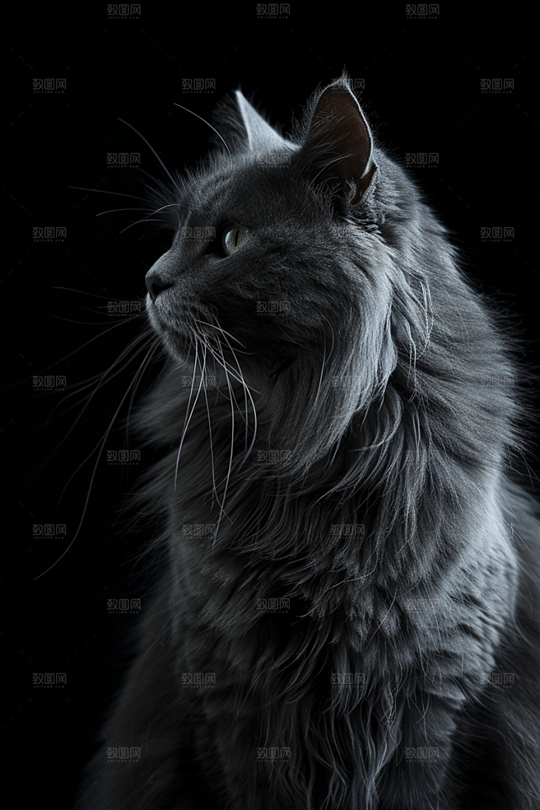 缅因猫长毛猫毛茸茸摄影图