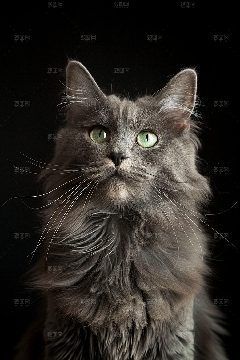 缅因猫小动物陪伴摄影图