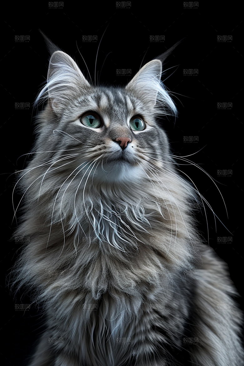 缅因猫养宠高清摄影图