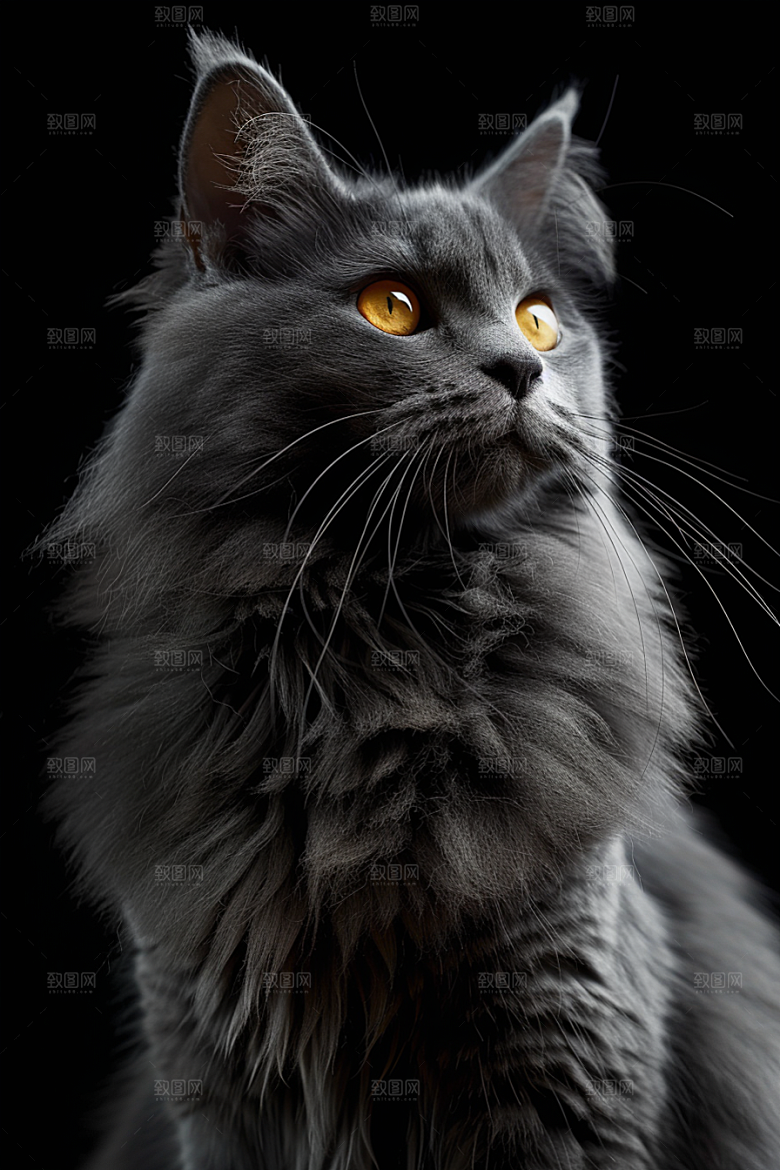 缅因猫家居生活宠物猫摄影图