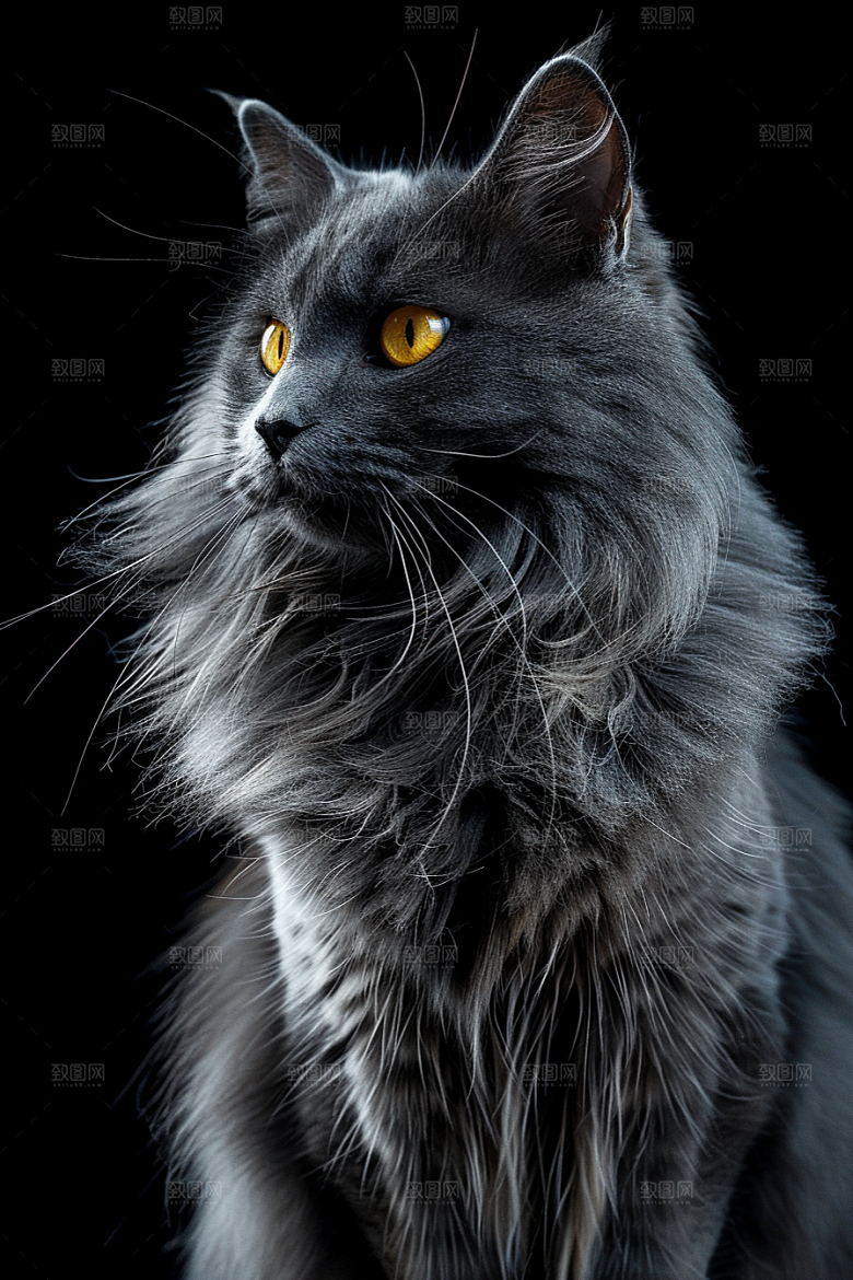 缅因猫可爱品种猫摄影图