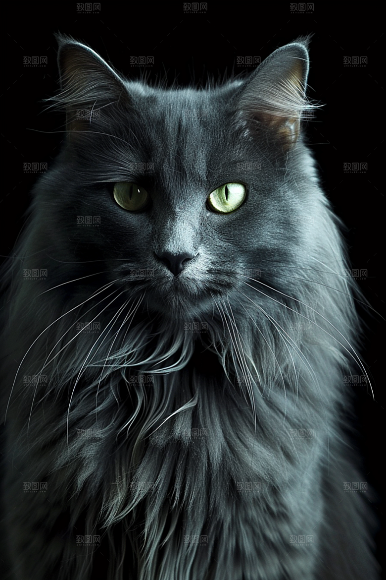 缅因猫陪伴小动物摄影图