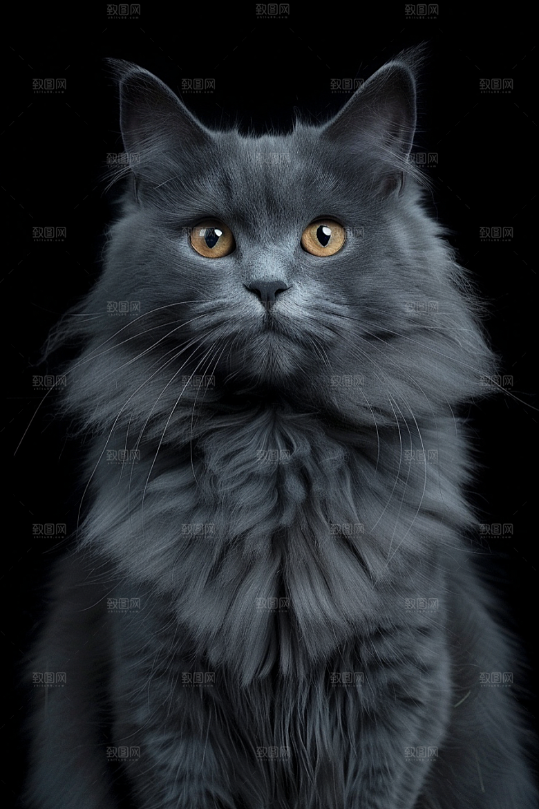 缅因猫陪伴家居生活摄影图