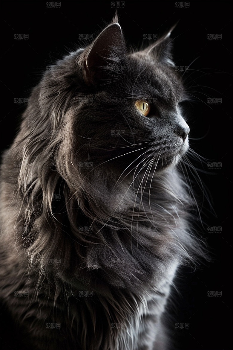 缅因猫高清陪伴摄影图