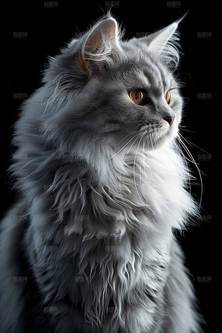缅因猫家居生活宠物猫摄影图