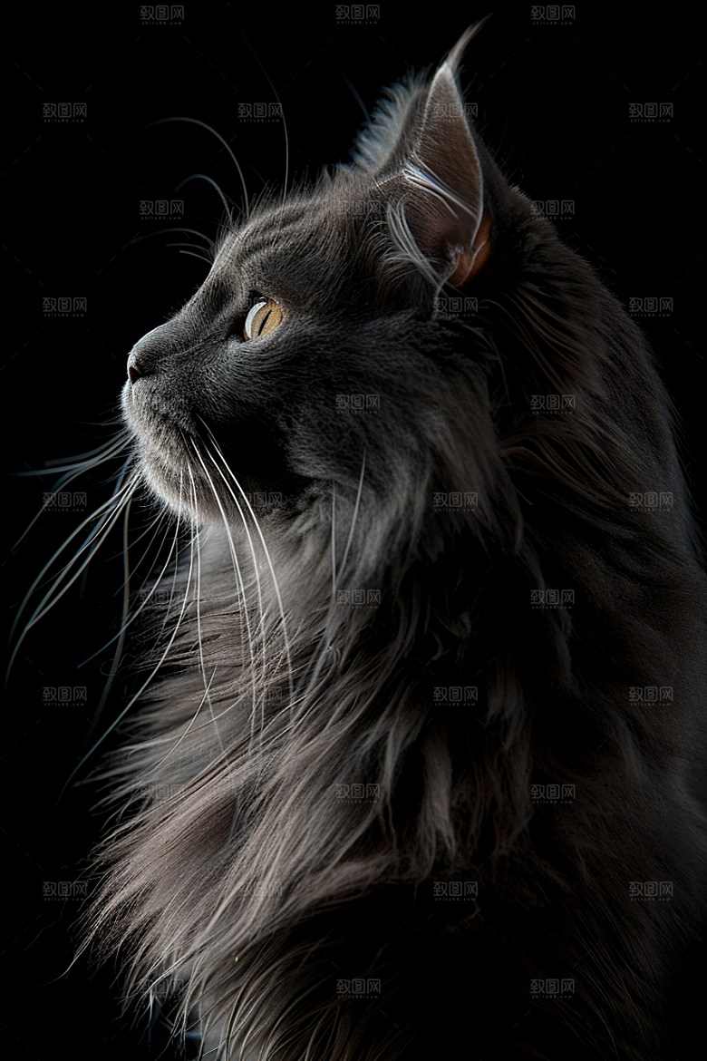缅因猫高清小动物摄影图