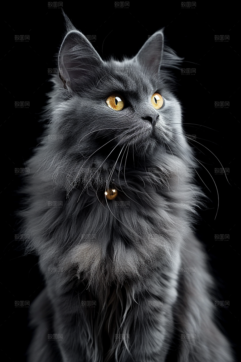缅因猫家居生活毛茸茸摄影图
