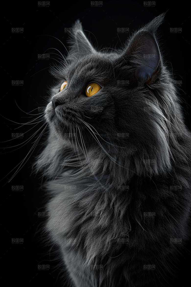 缅因猫陪伴高清摄影图