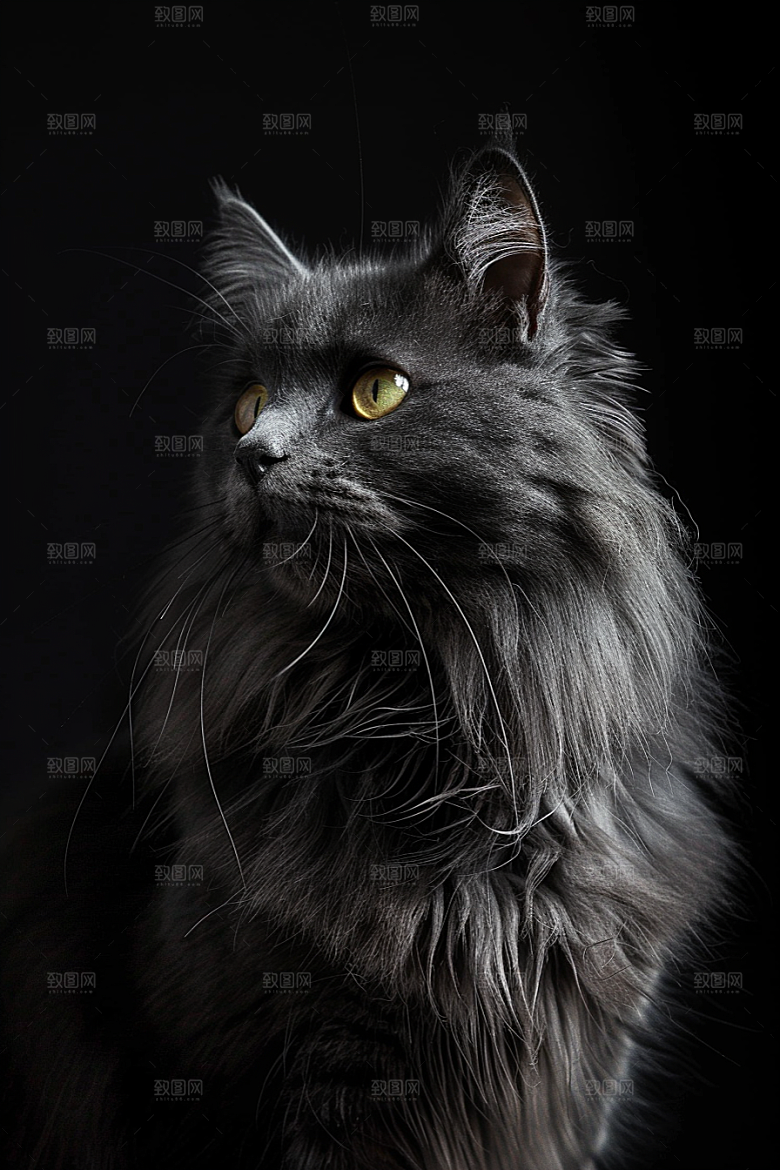 缅因猫长毛猫高清摄影图